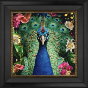 Peacock - Fine Art