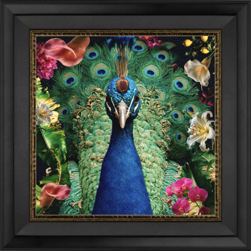 Peacock - Fine Art